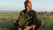 Ethiopia: Humbo Forest Reclamation